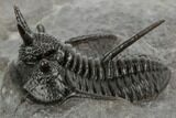 Devil Horned Cyphaspis Walteri Trilobite - Mrakib, Morocco #196642-2